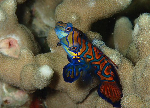 ニシキテグリの産卵