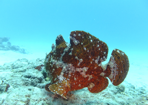 オオモンカエルアンコウ