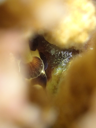 パンダダルマハゼの卵