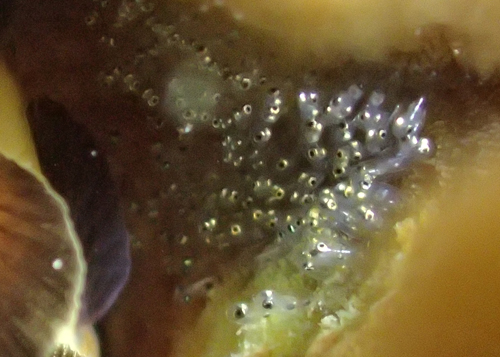 パンダダルマハゼの卵