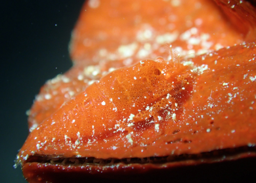 パロンシュリンプ