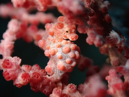 ピグミーシーホース