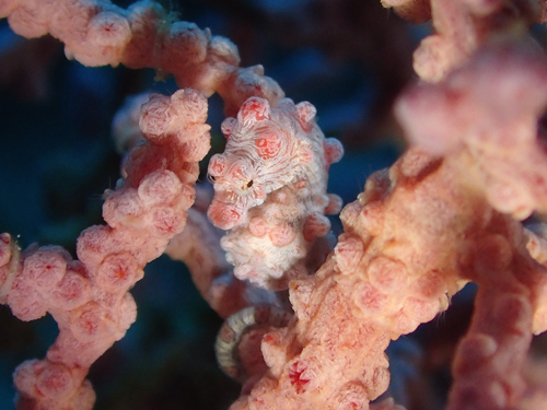 ピグミーシーホース