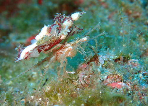 ラトレイヨプシス・コルヌタ