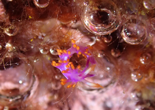 ルージュミノウミウシ