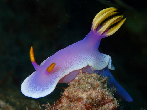 シンデレラウミウシ