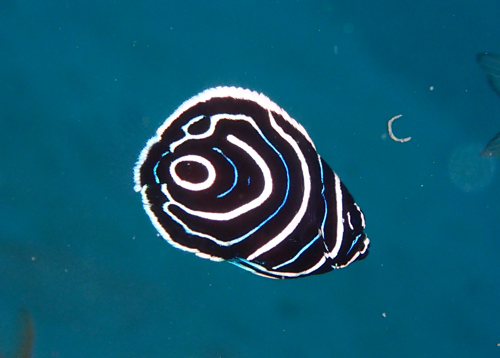 タテジマキンチャクダイｙｇ