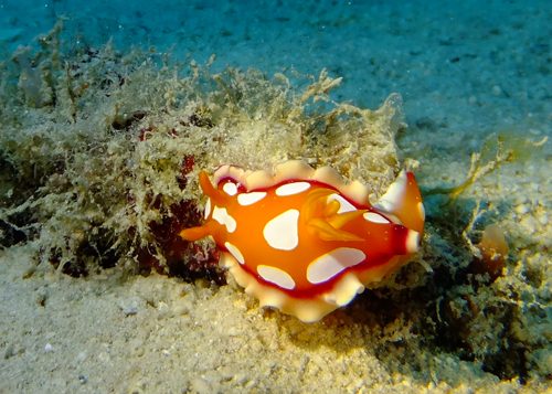 チギレユキイロウミウシ