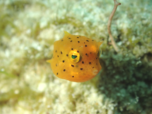 シマウミスズメｙｇ