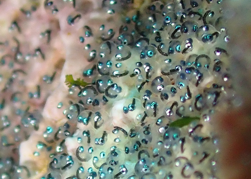 ミノカエルウオの卵