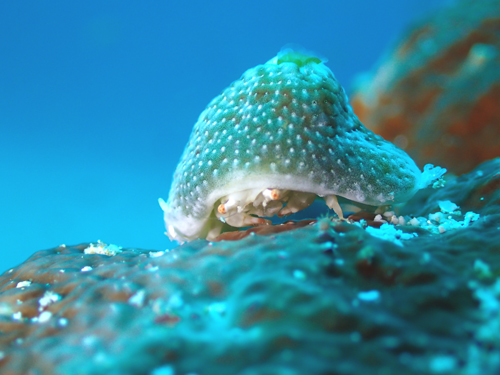 ユキンコボウシガニ