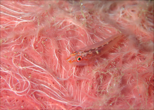 セボシウミタケハゼ