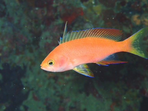 フチドリハナダイ