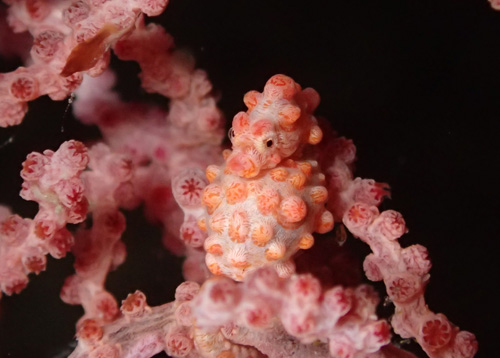 ピグミーシーホース