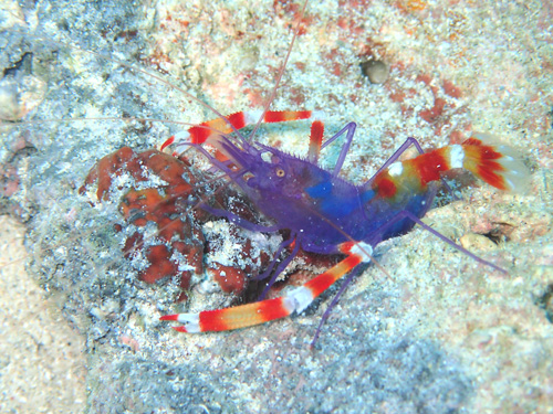 バイオレットボクサーシュリンプ