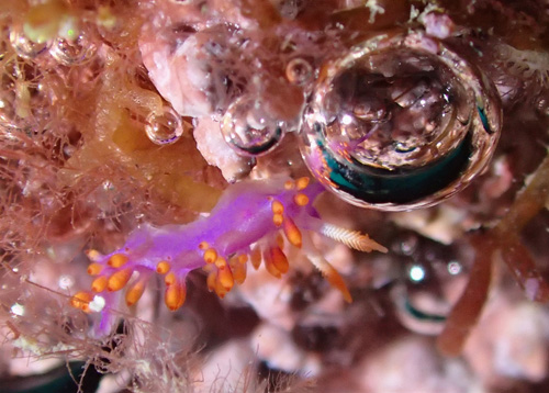 ルージュミノウミウシ