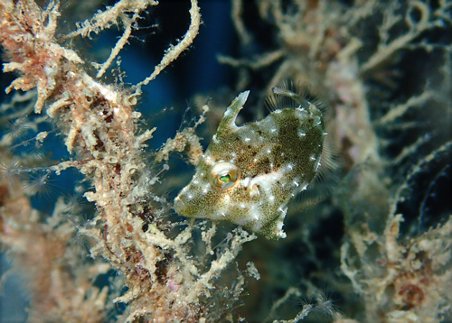 フチドリカワハギ