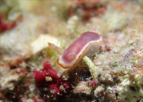 コモンウミウシ属の一種２