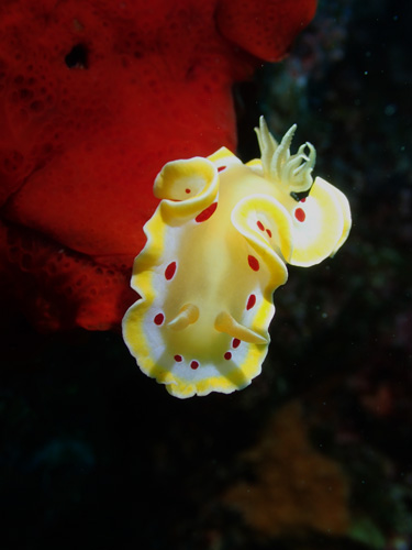 アカテンイロウミウシ