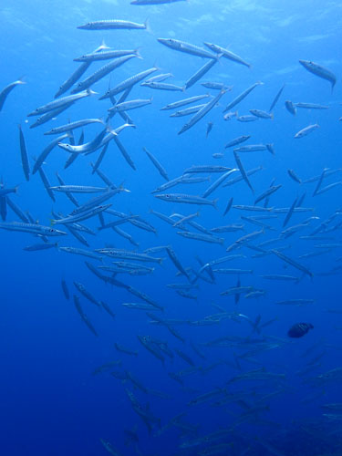 アカカマスの群れ