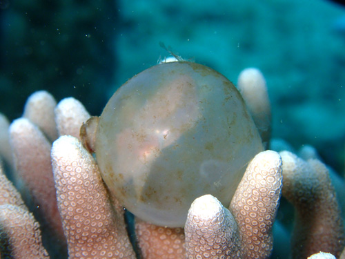 コブシメのハッチアウト