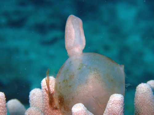 コブシメのハッチアウト