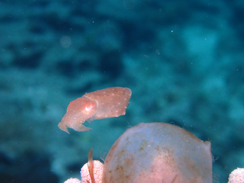 コブシメのハッチアウト