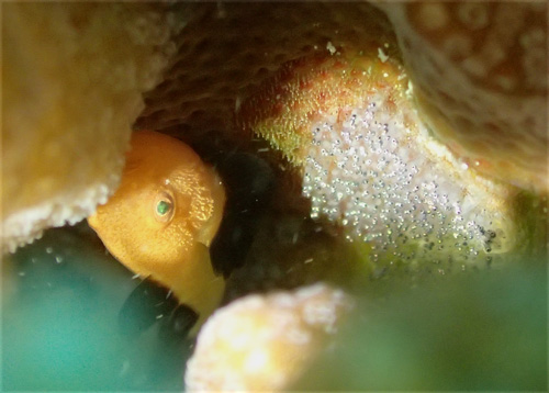 パンダダルマハゼと卵