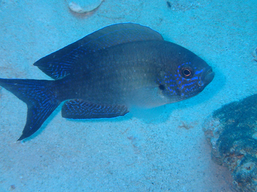 オキスズメダイ