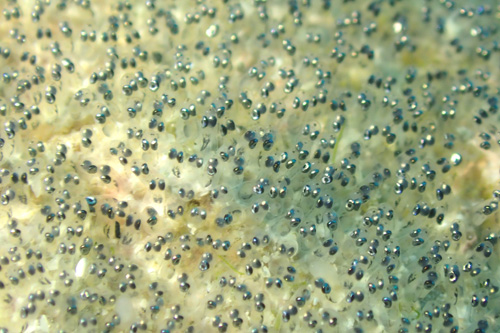 オキスズメダイの卵