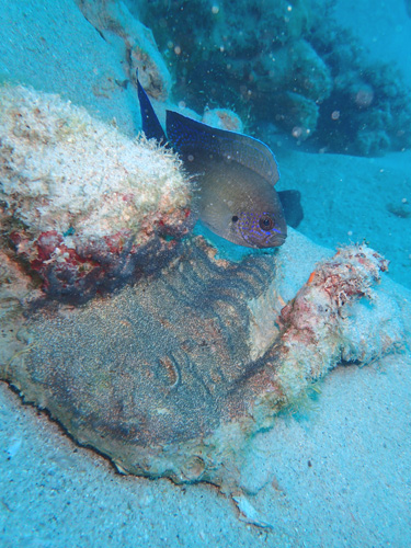 オキスズメダイの子育て
