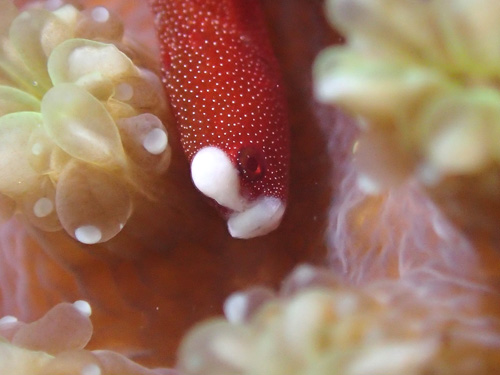 チンヨウジウオ