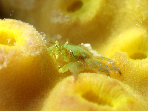 サシビロサンゴヤドリガニ