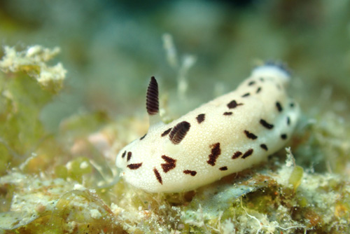 マイチョコウミウシ