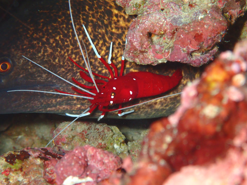 ホワイトソックス