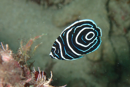 タテジマキンチャクダイBABY