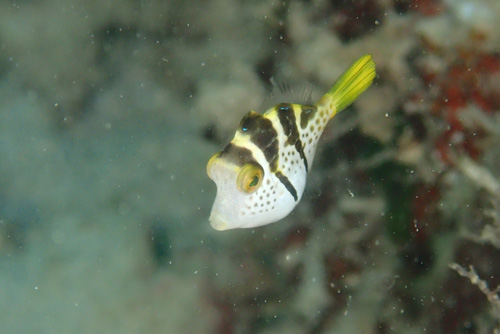 ノコギリハギBABY