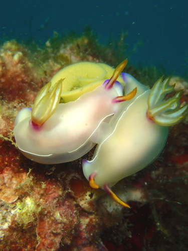 ゾウゲイロウミウシの交接＆産卵