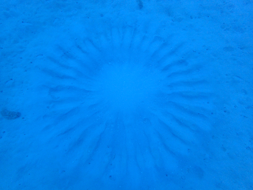 ミステリーサークル