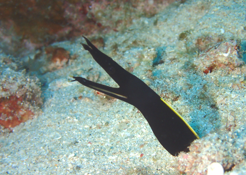 ハナヒゲウツボyg