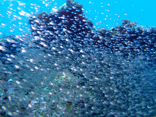 スカシテンジクダイの群れ