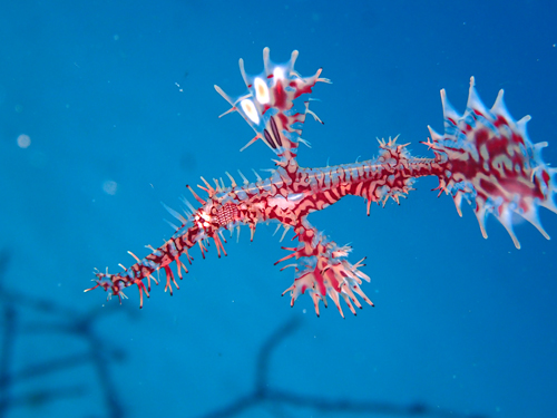 ニシキフウライウオ