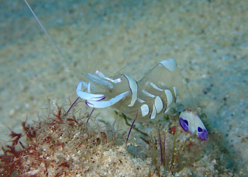 オドリカクレエビ