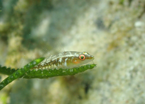 ウミショウブハゼ属の一種２