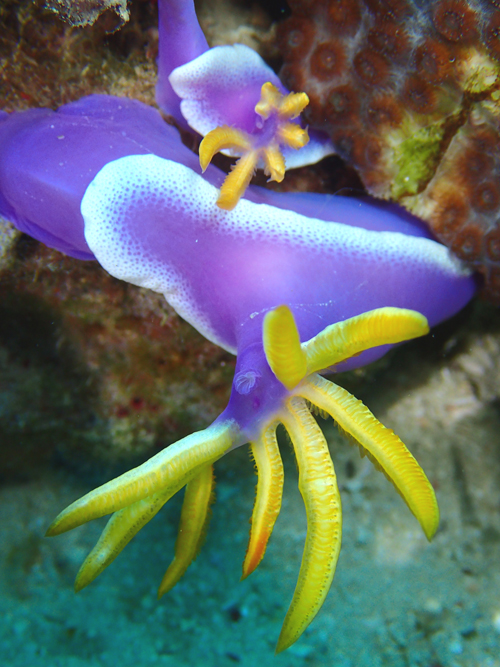 シンデレラウミウシ