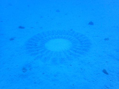 ミステリーサークル