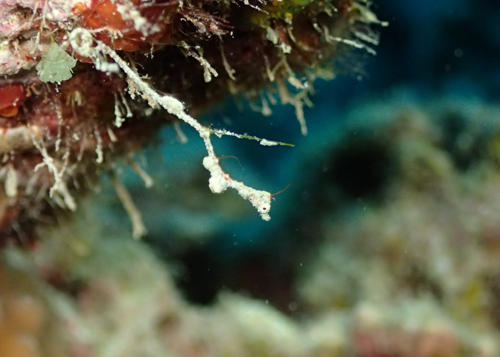 ピグミーシードラゴン