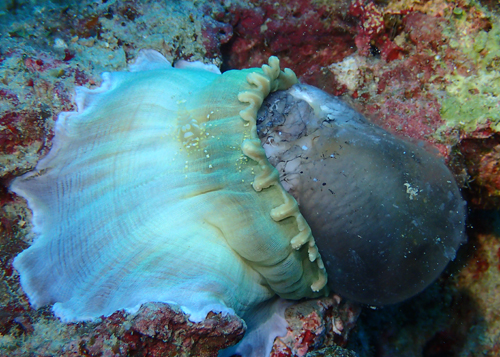 イソギンチャクモドキの捕食