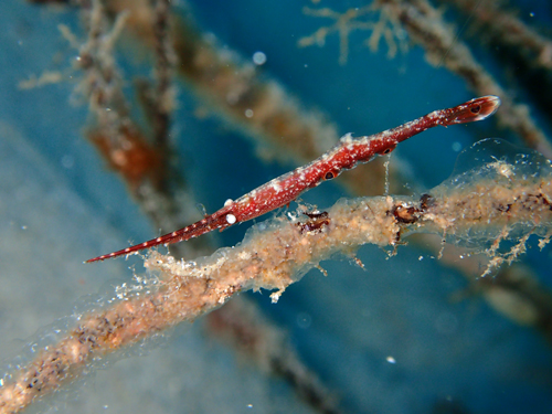 トガリモエビｓｐ