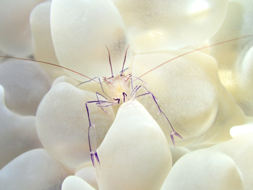 バブルコーラルシュリンプ